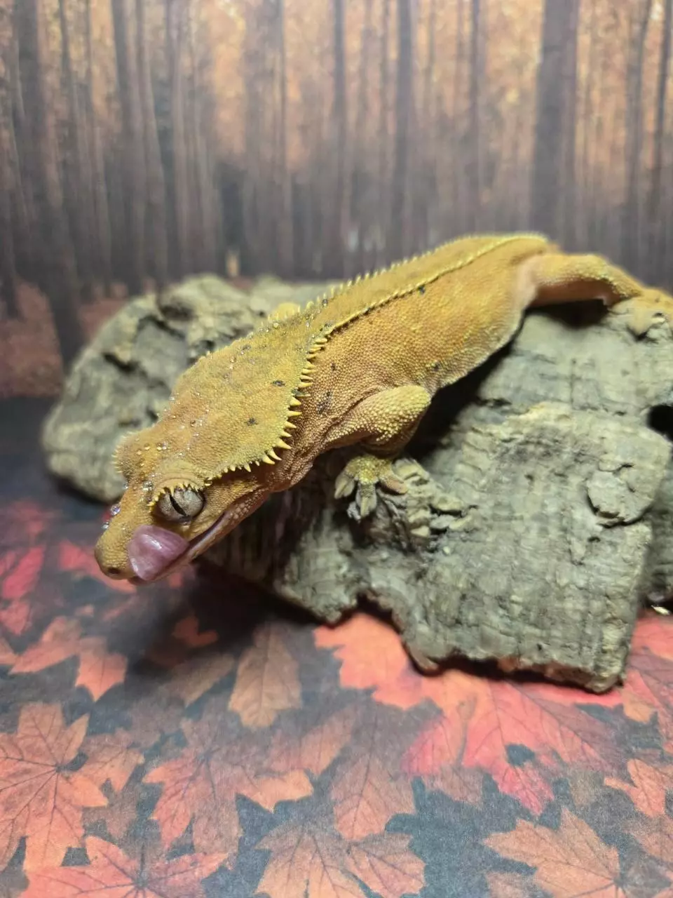 plant/Male breeder crested gecko-0
