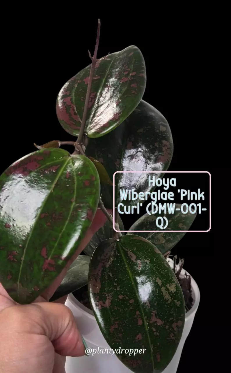 plant/🦄💖Hoya Wibergiae 'Pink Curl' (DMW-001-Q) #9053-6