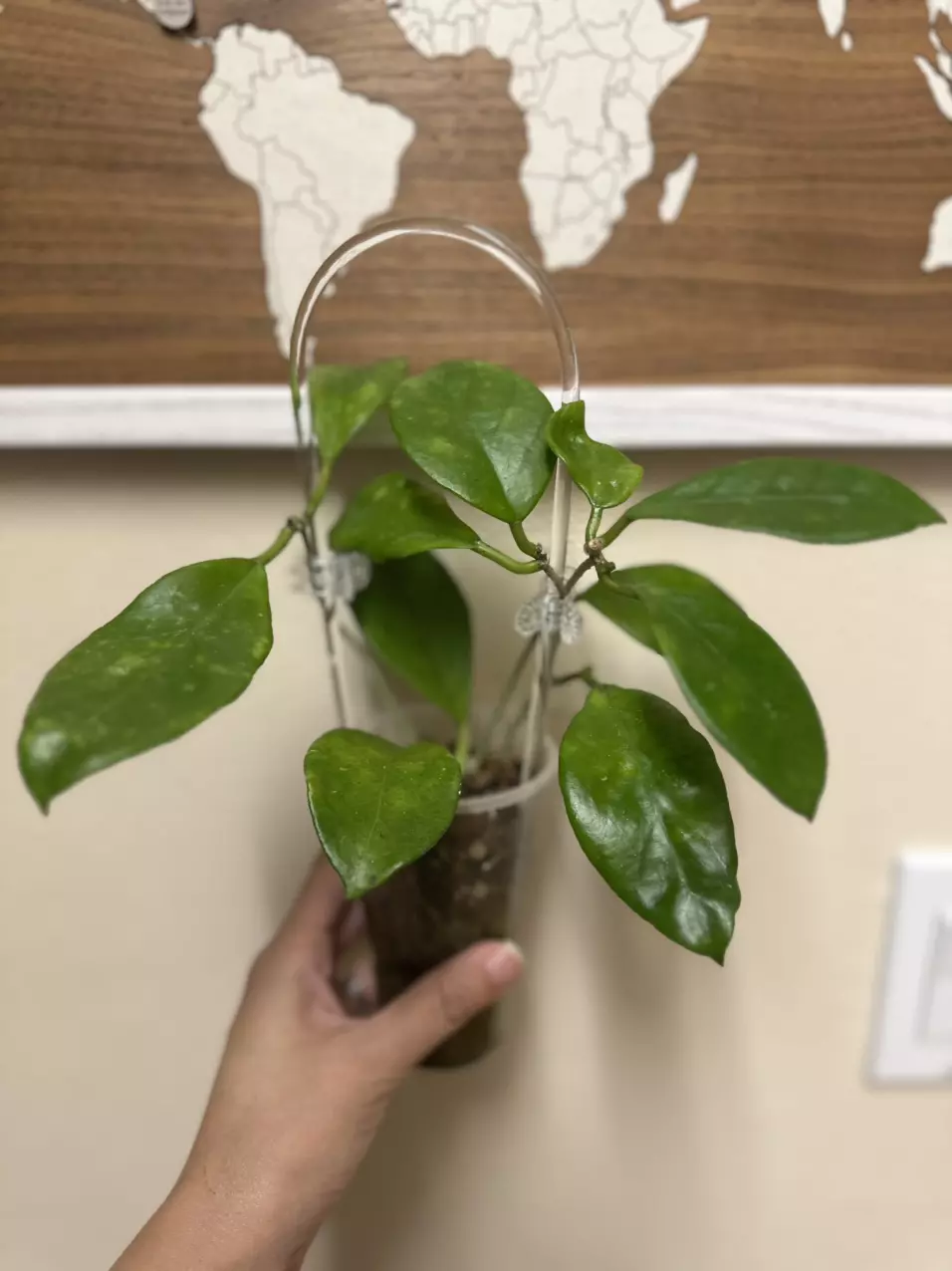 plant/Hoya nervosa mother plant-0