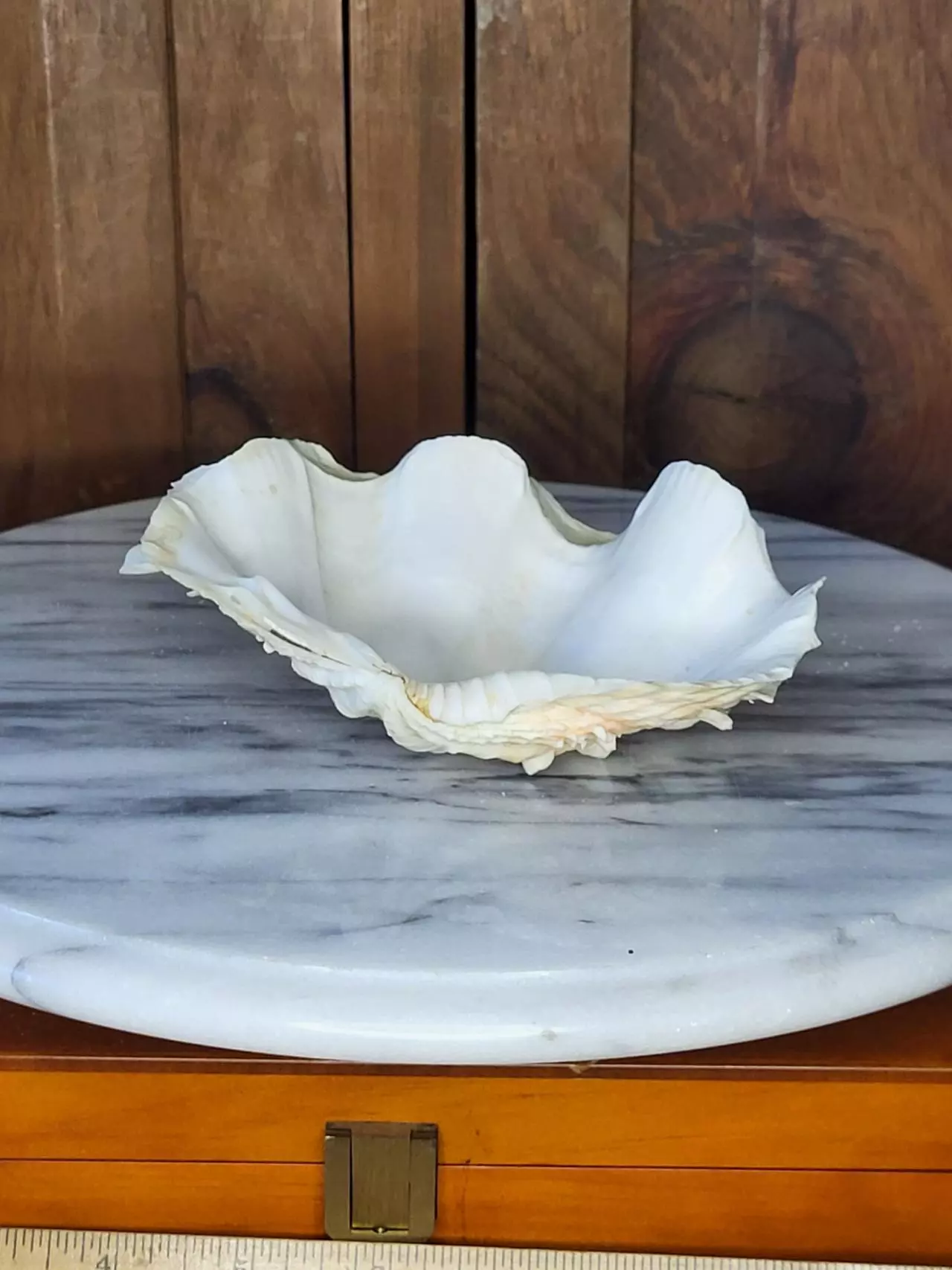 plant/Pretty Shell-1
