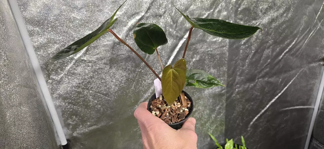plant/Anthurium (FTG Crystal x Papi) x pinkleyi-2