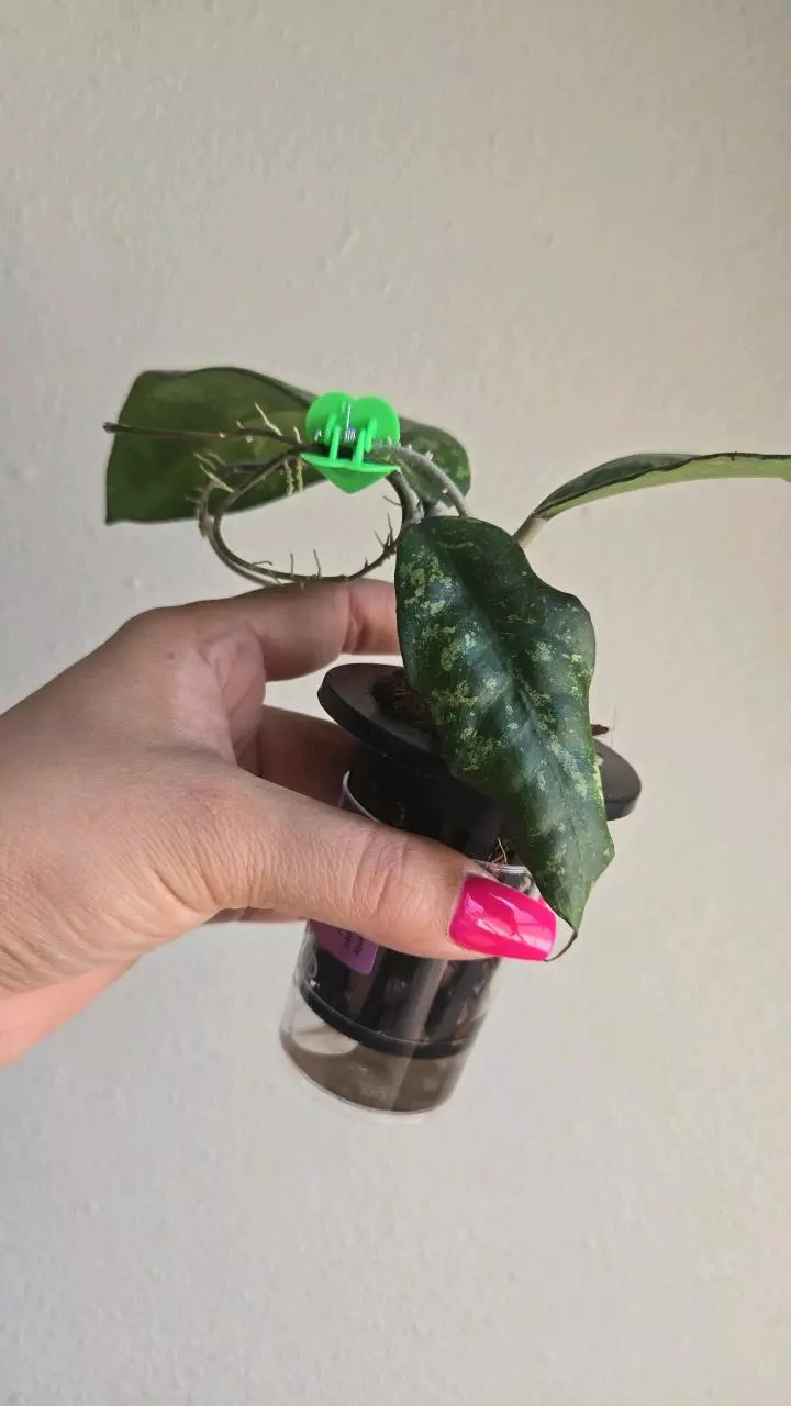 plant/Hoya sp Java Splash #8300-1