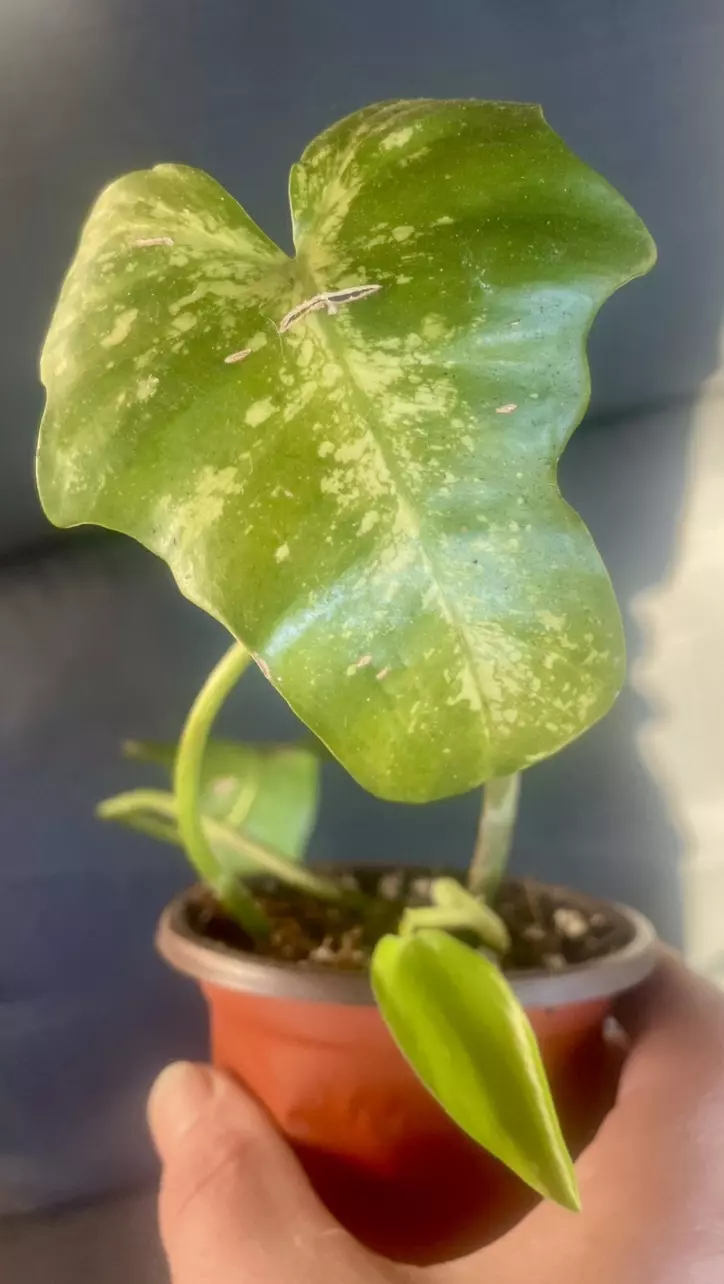 plant/Philodendron mottled dragon-0