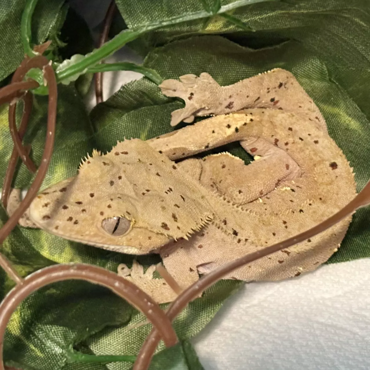 plant/Red Spot Dalmatian Male Crested Gecko-0