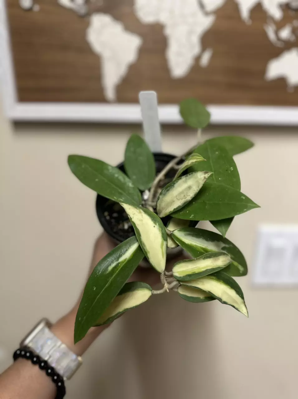 plant/Hoya Acuta inner variegated-0