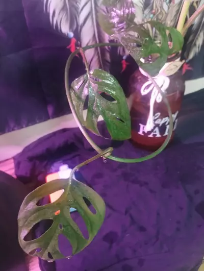 plant/5 Rando Cuttings (not included in BOGO special)-3-thumbnail