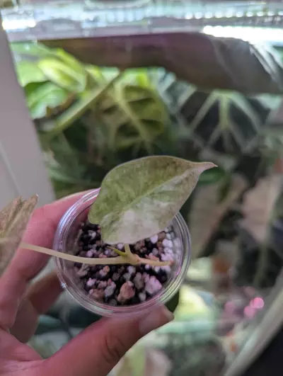 plant/Golden bone pink mint pup-1-thumbnail