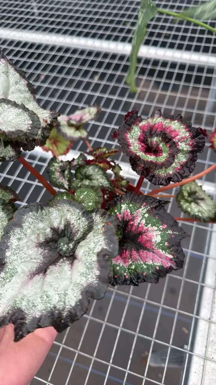 plant/Begonia Harmony Heartbreaker-0
