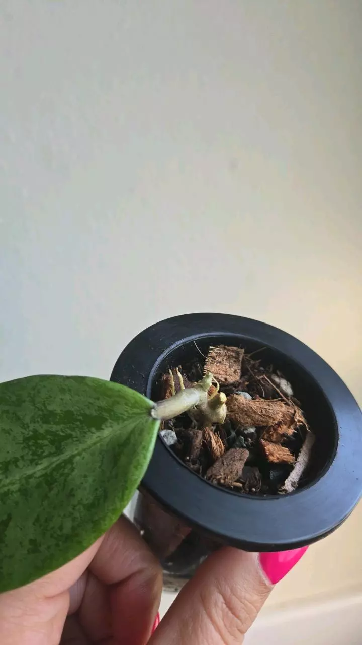 plant/Hoya Rime Splash #8319-2