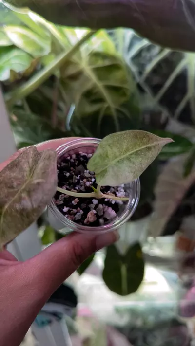 plant/Golden bone pink mint pup-2-thumbnail