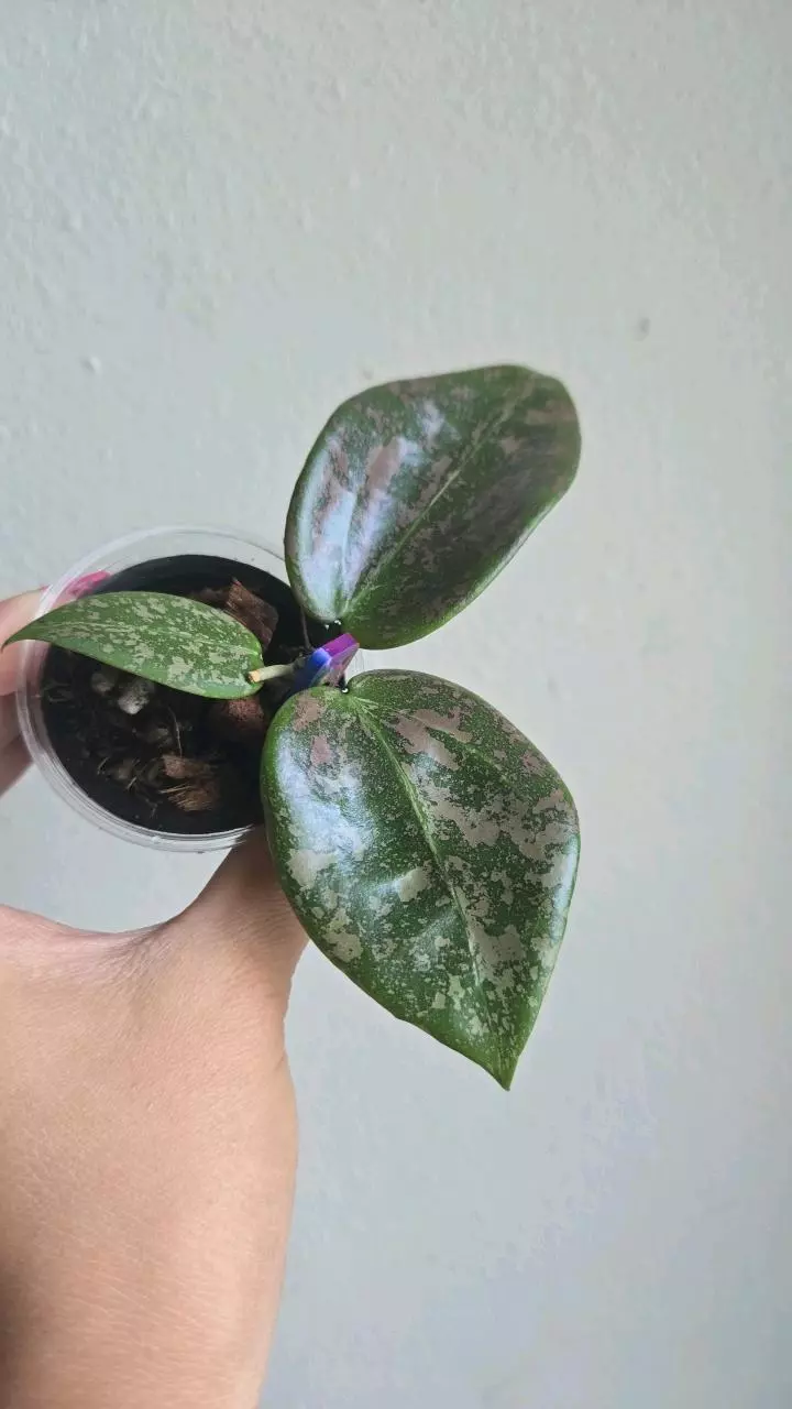 plant/🦄💖Hoya Wibergiae 'Pink Crush' (DMW-001-U) #9054-1