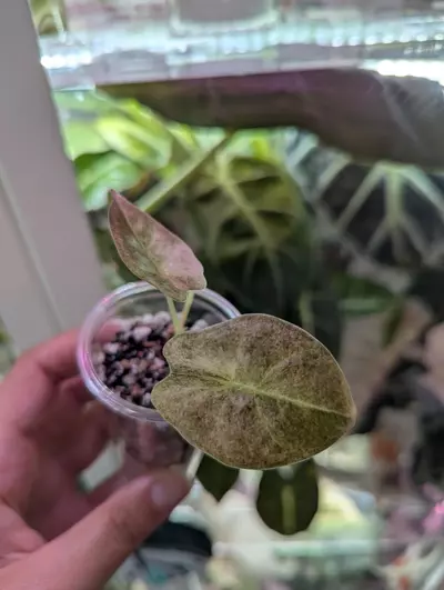 plant/Golden bone pink mint pup-0-thumbnail