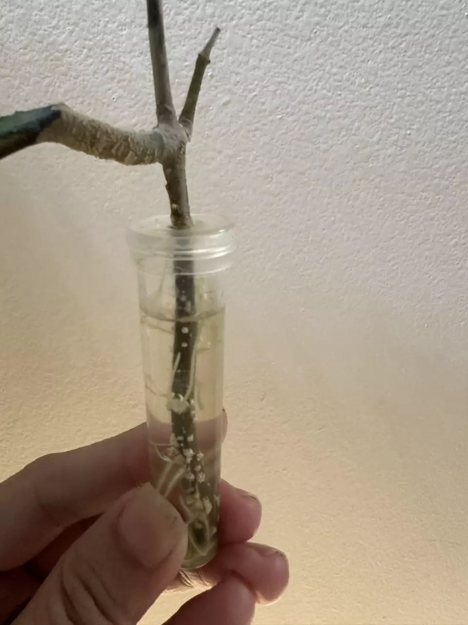 plant/Hoya clemensiorum with new growth point!-2