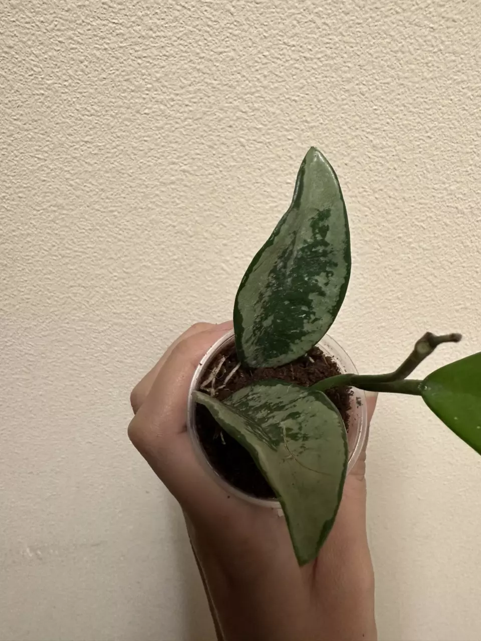 plant/Hoya silver moon/AH 074-1