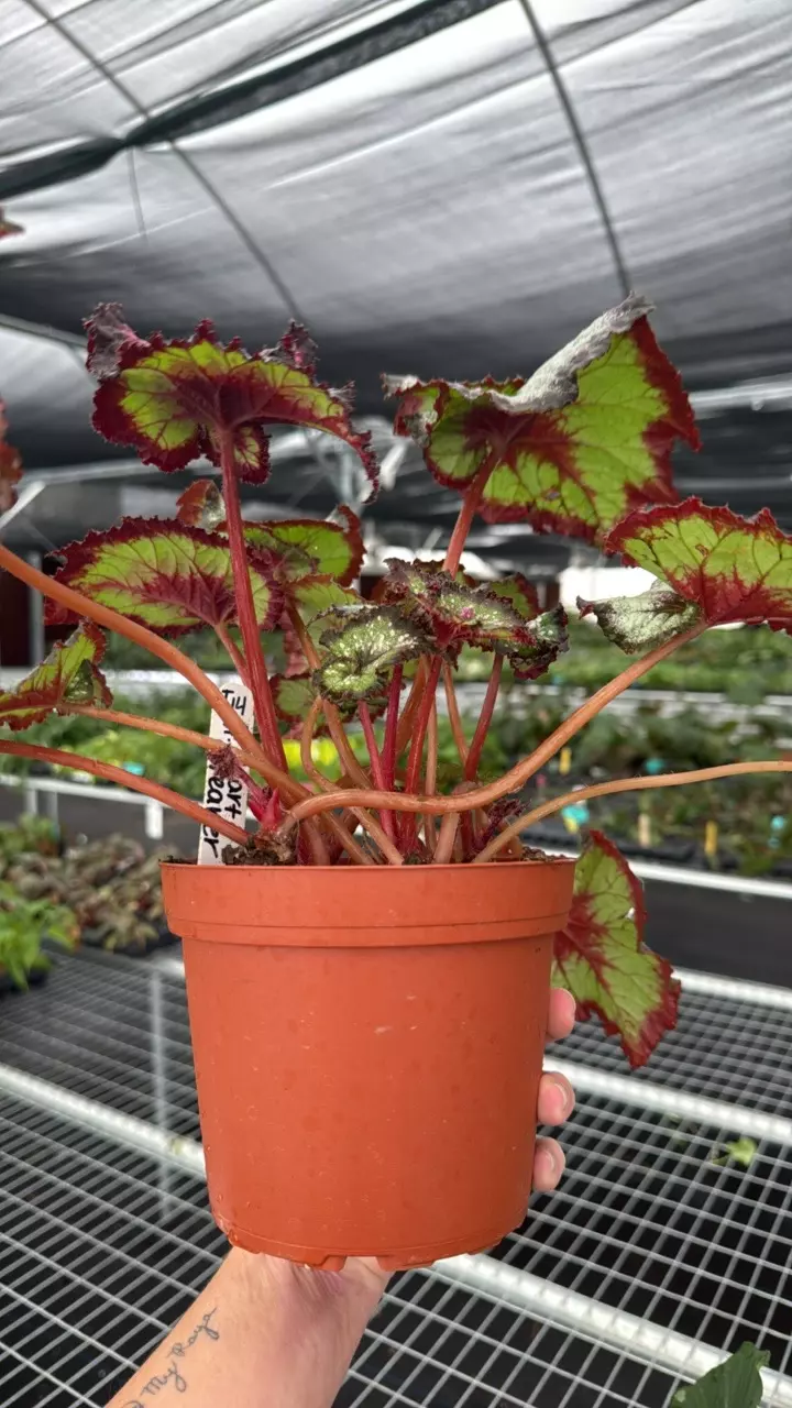 plant/Begonia Harmony Heartbreaker-1