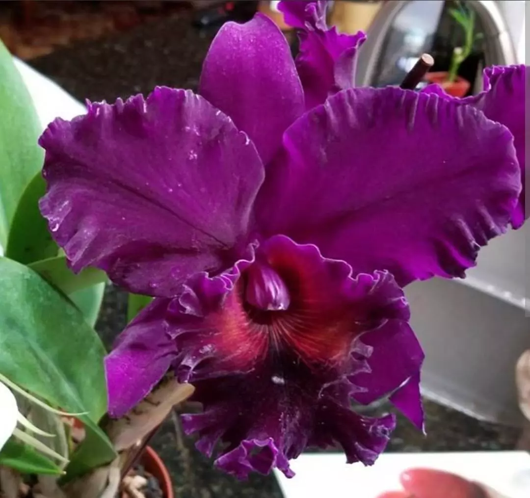 plant/Cattleya Blooming size-0
