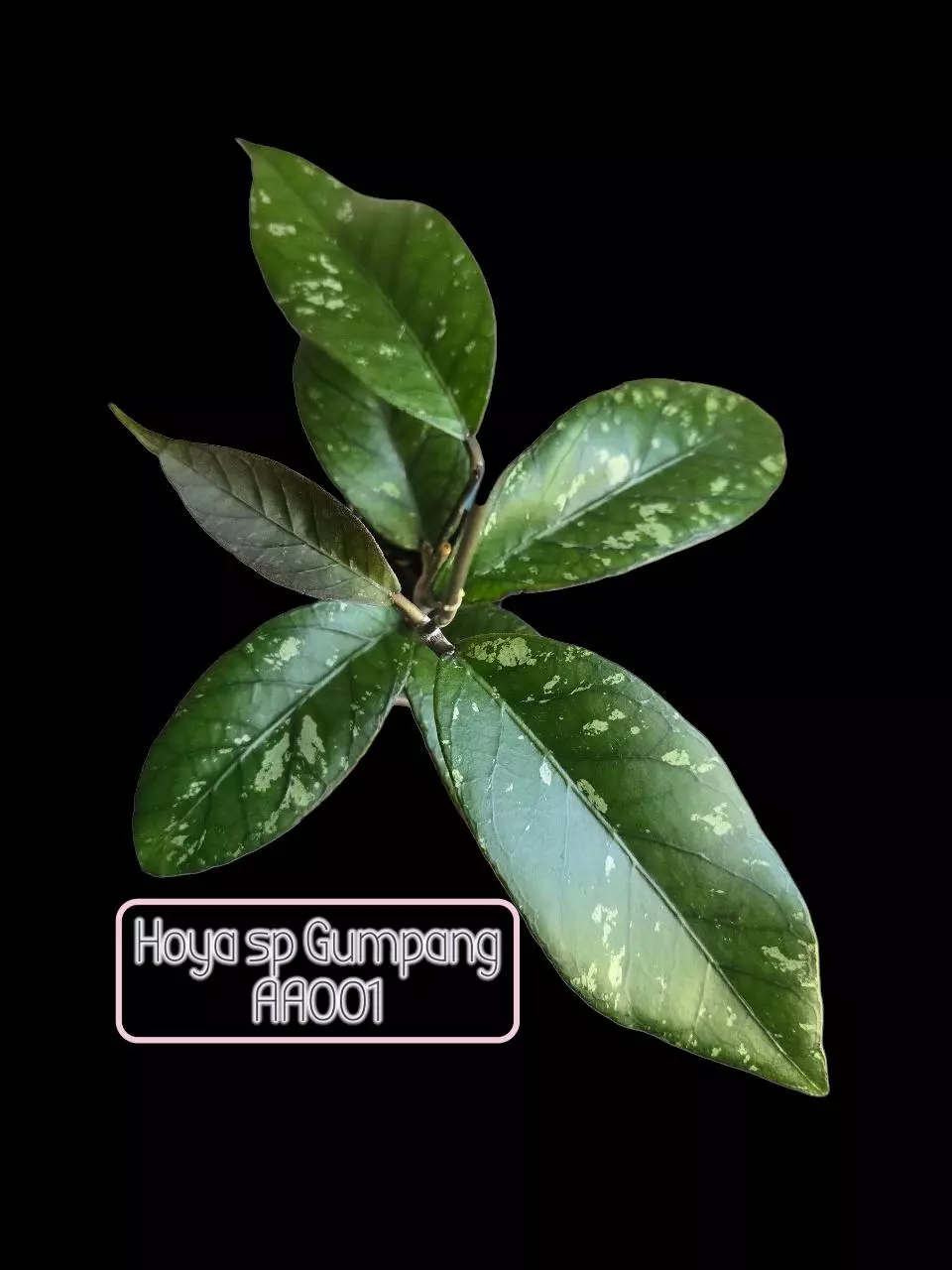 plant/Hoya sp Gumpang AA001 #8337 🦆Ugly Duckling Deal🦆 scroll for mama pic😅-4