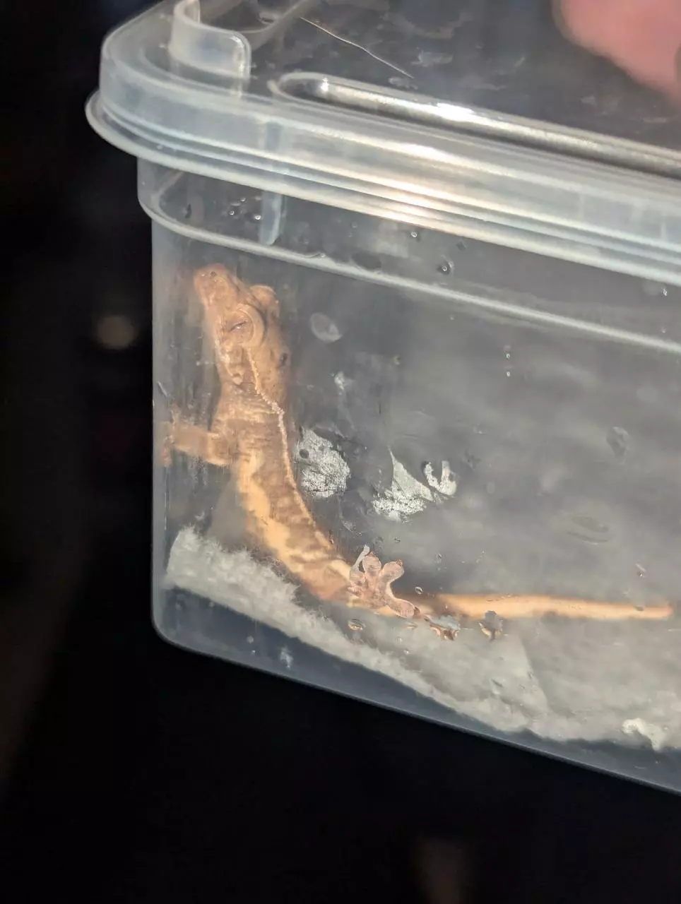 plant/Lilly white 66% het axanthic-1