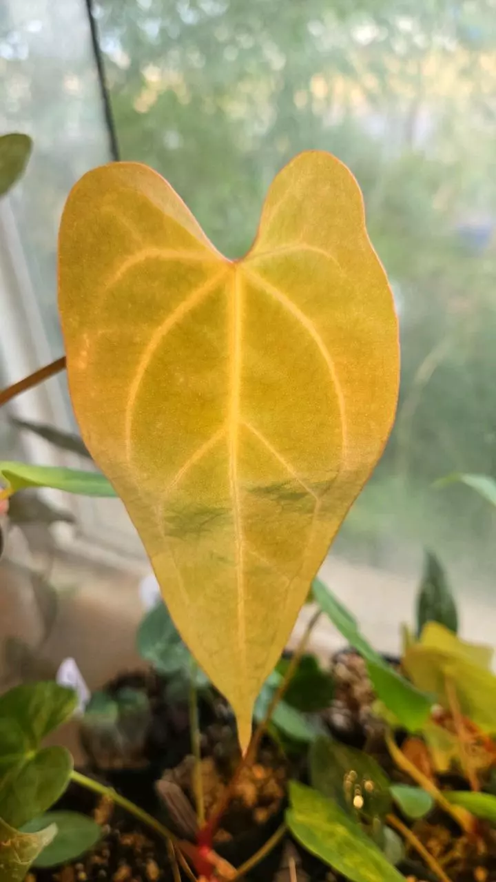 free_shipping/Complex hybrid (ADD ON ONLY)-2