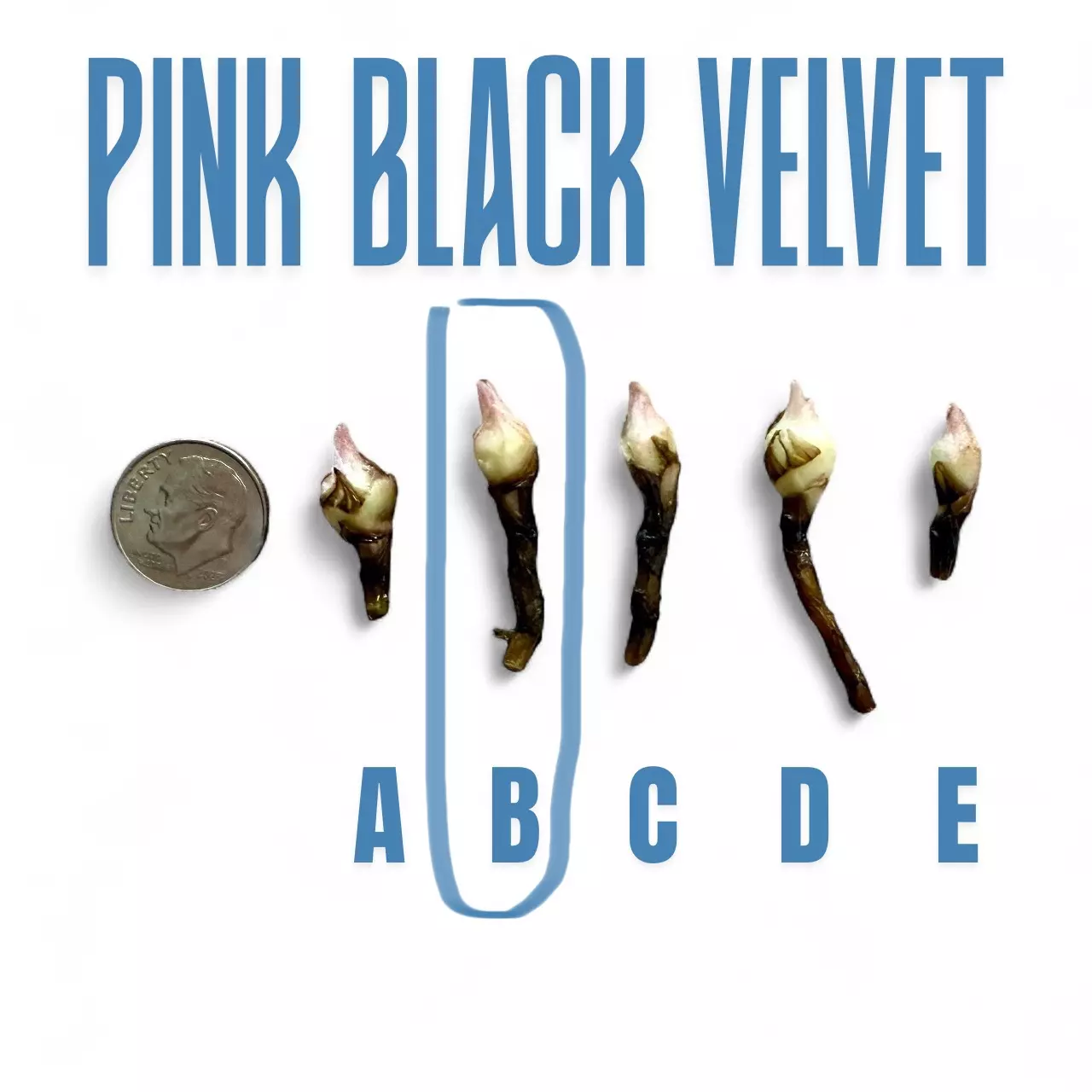 plant/255 Alocasia Pink Black Velvet - CORM B ONLY-0
