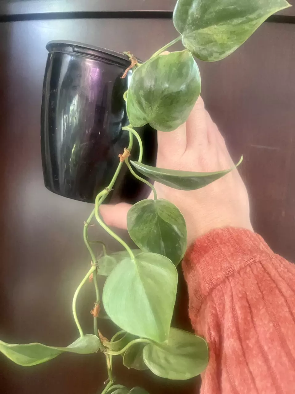 plant/Variegated heart leaf-1
