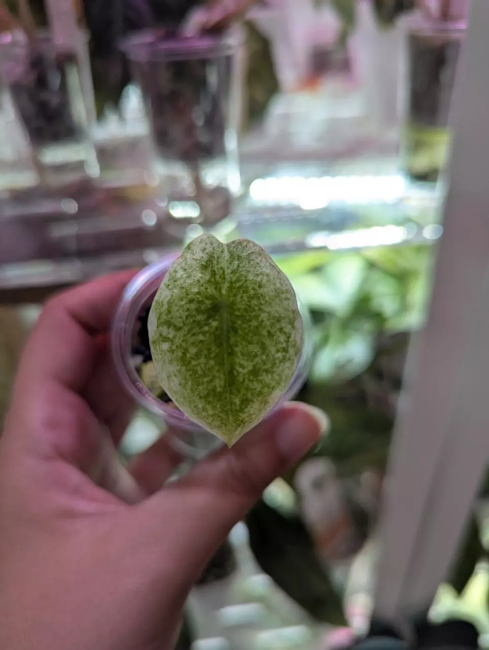 plant/Longiloba galaxy pup-0