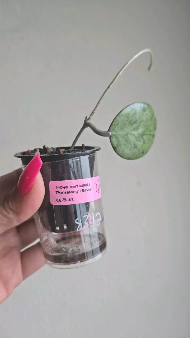 plant/Hoya Pemalang Silver #8342-1