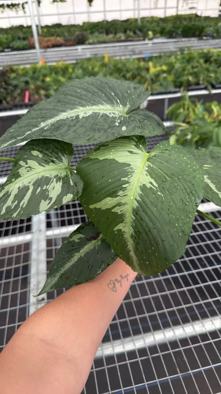 heat_pack/Schismatoglottis sp. 4” pot growers choice-0