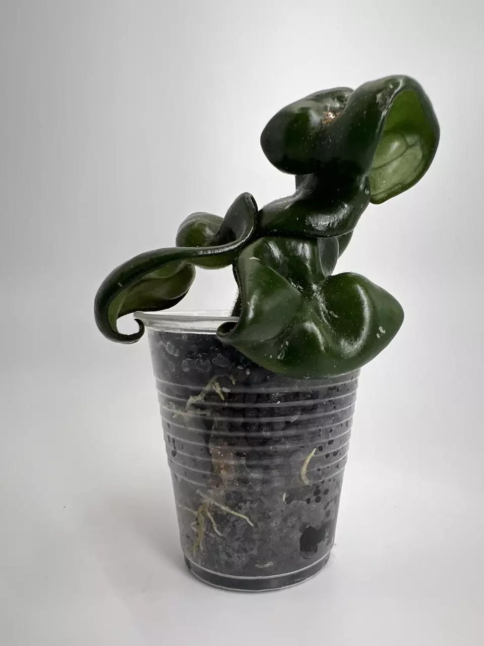 plant/Hoya Compacta ‘Deep Green’-0