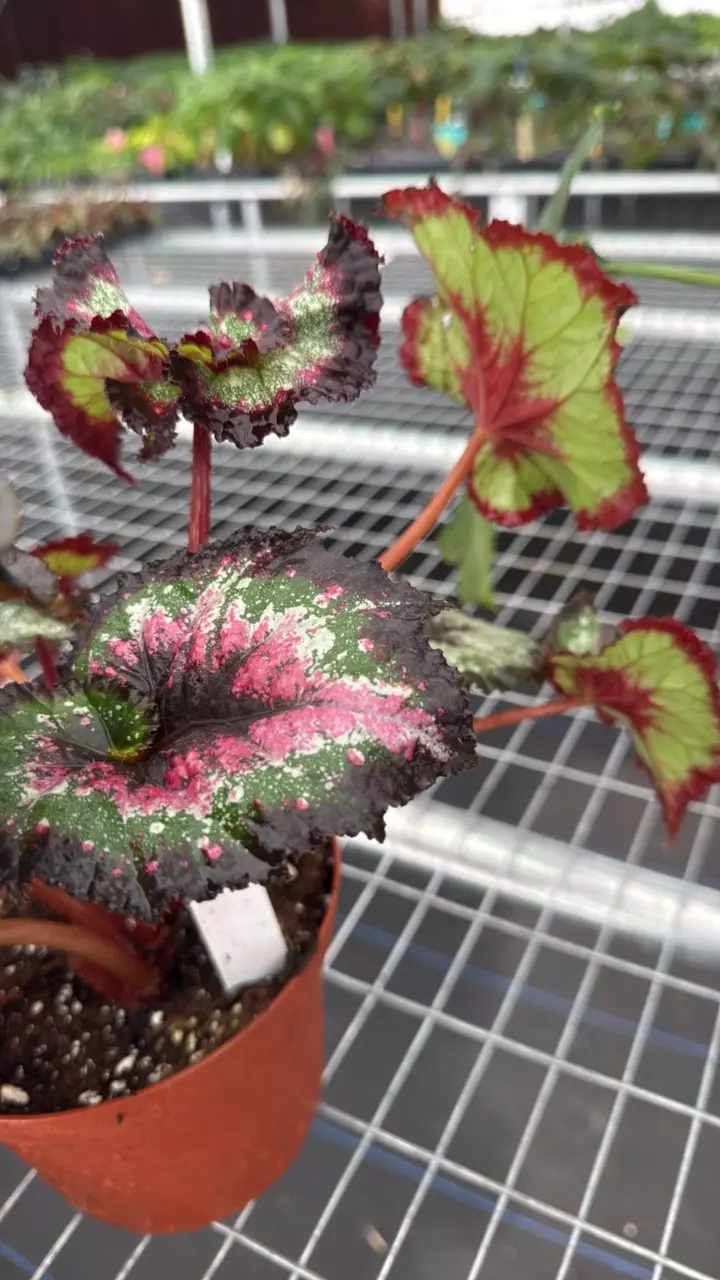 plant/Begonia Harmony Heartbreaker-2