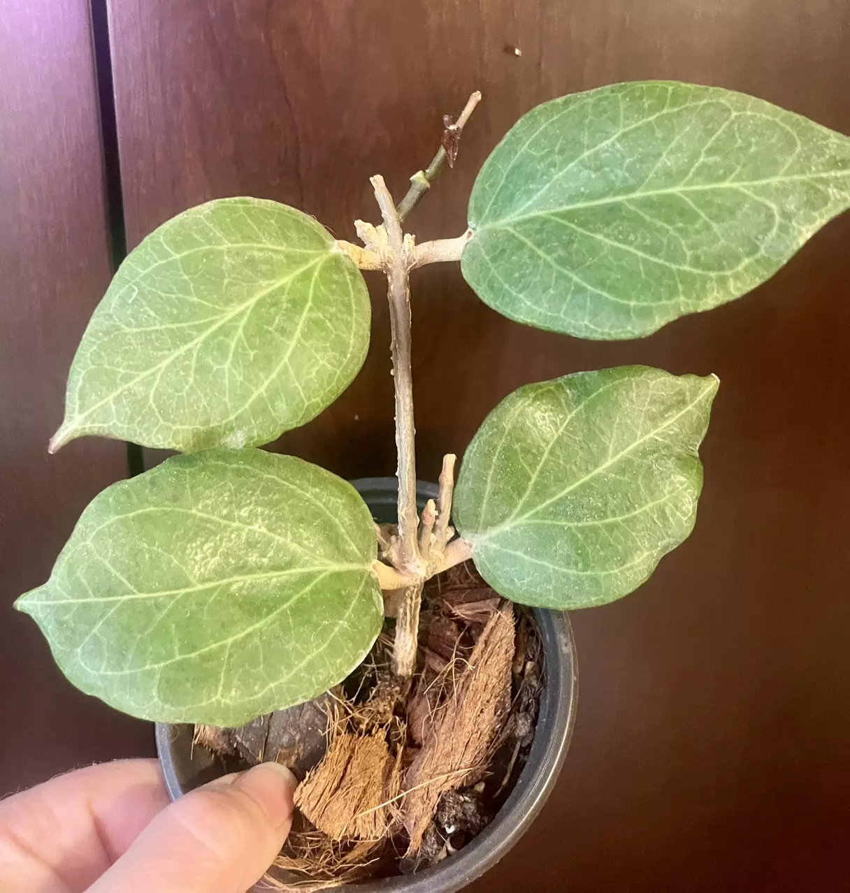 plant/Hoya fitchii large leaf-0
