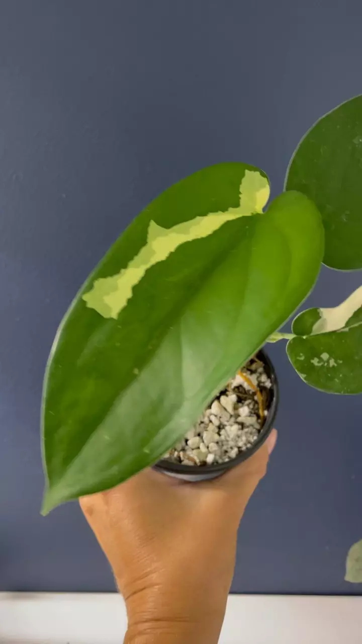 plant/Syngonium  Chiapense variegated-1