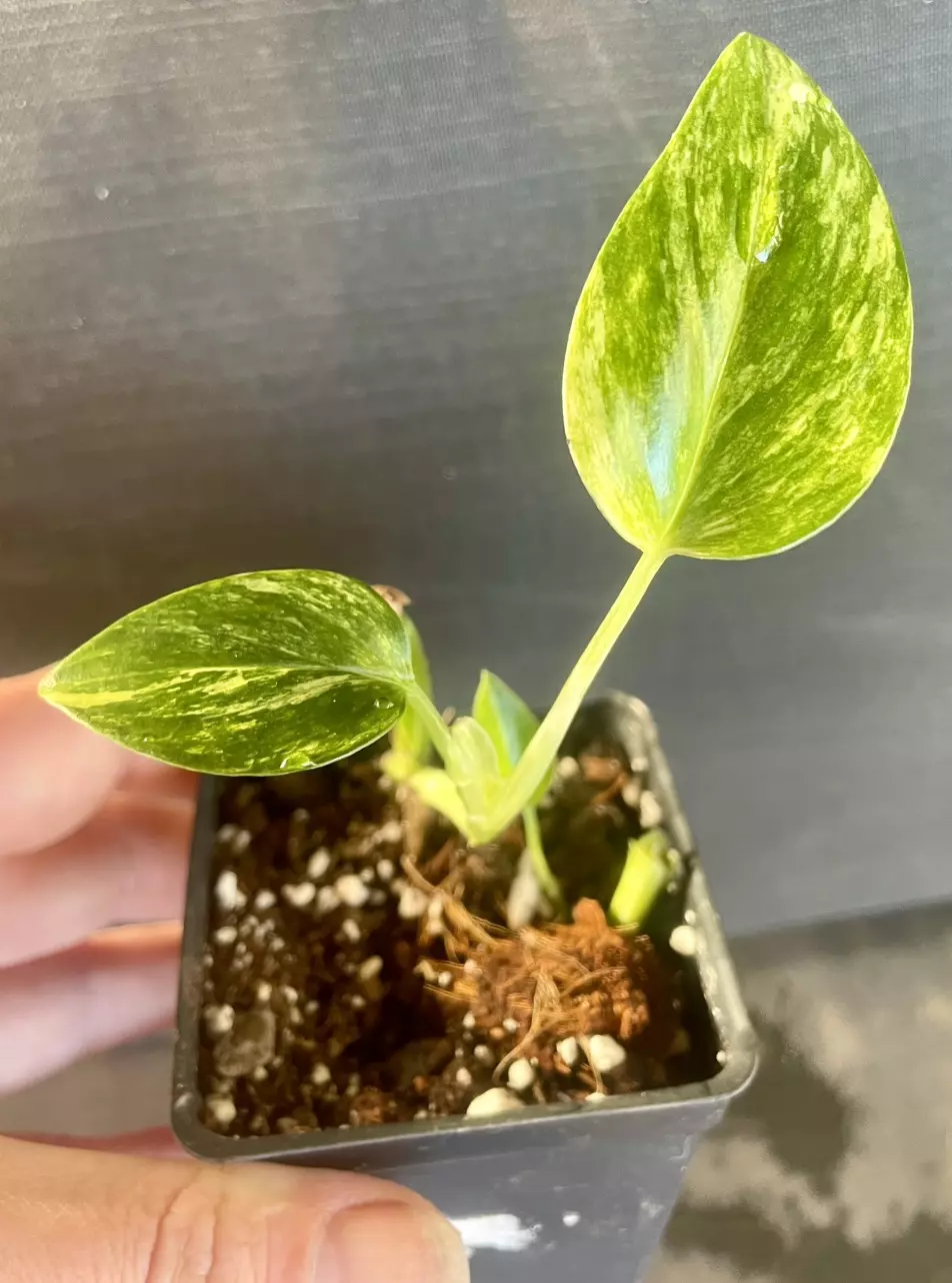 plant/Monstera standleyana aurea-0