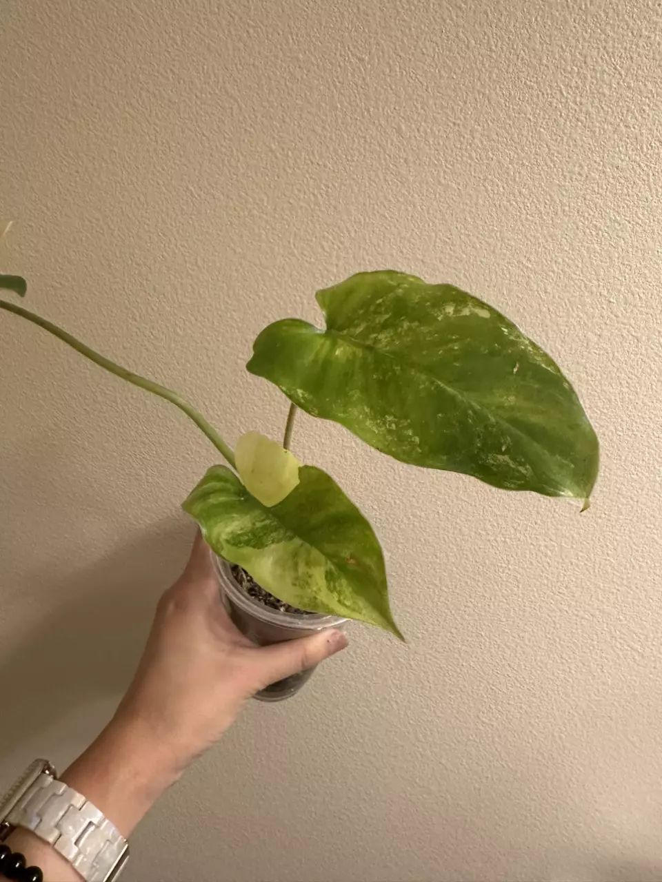 plant/Variegated burle Marx philodendron-1