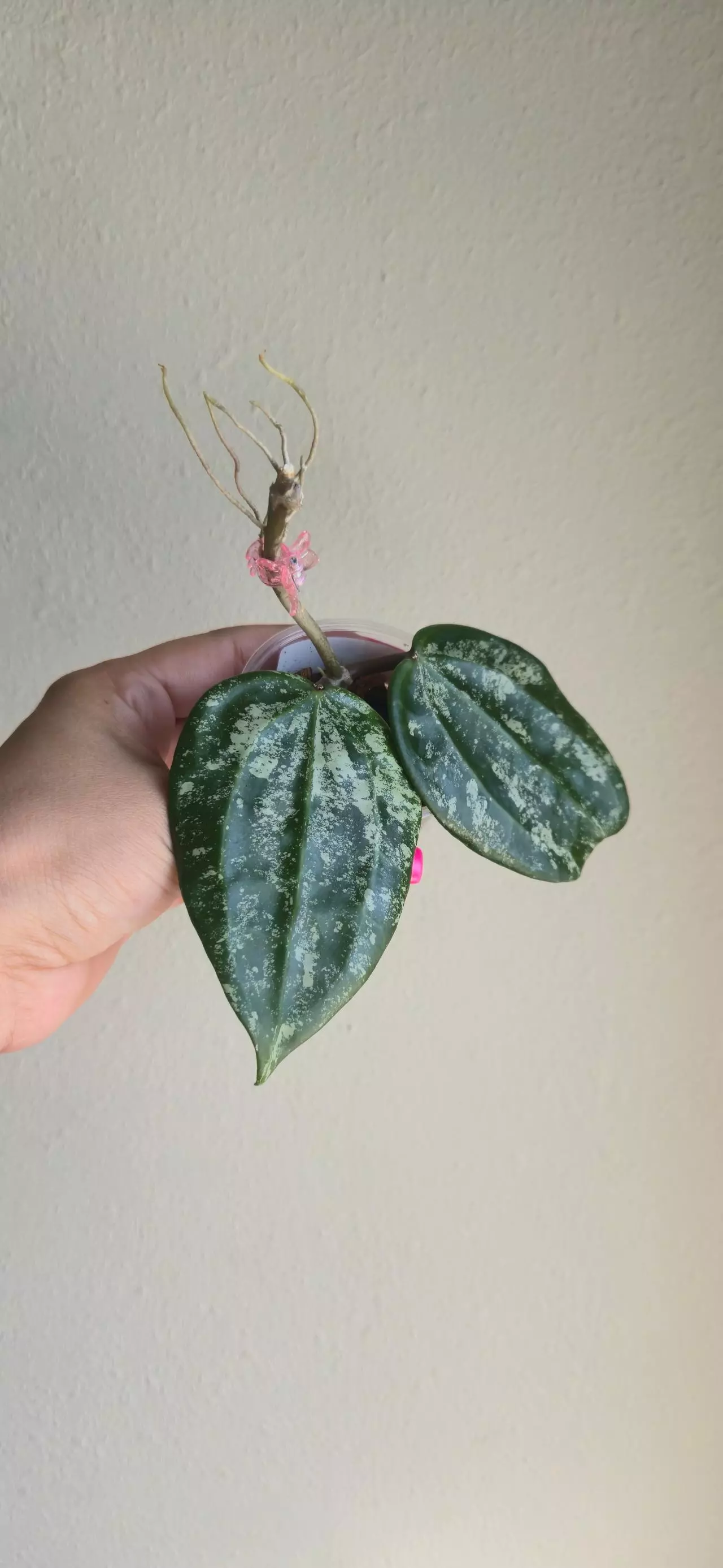 plant/Hoya Latifolia 'MRH' #9036-0