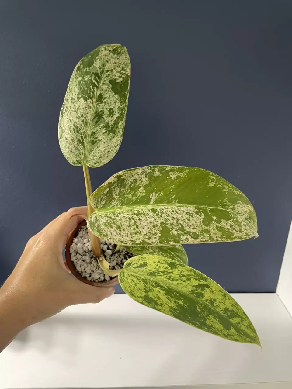 plant/Philodendron Whipple Way Mint-0