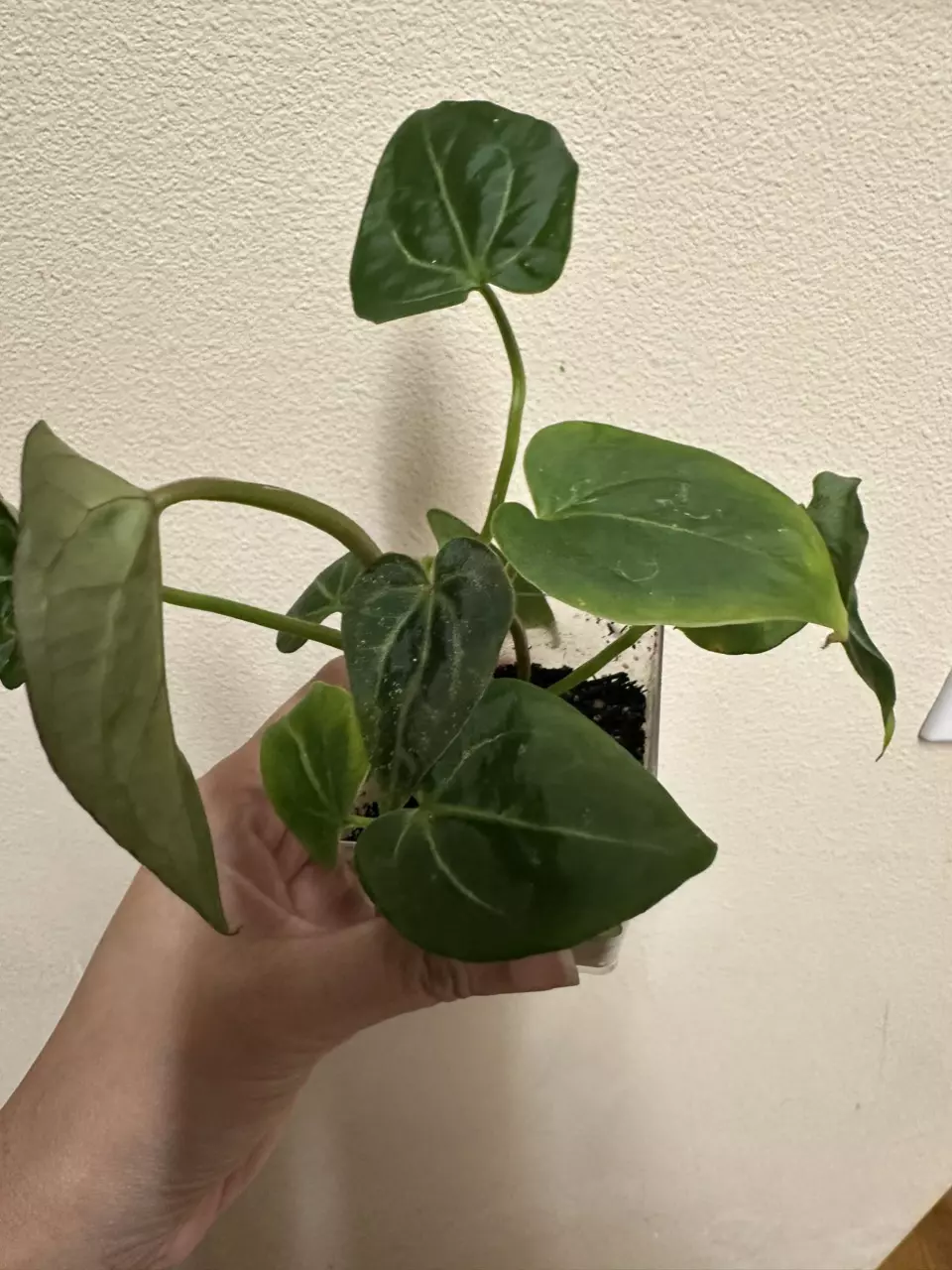 plant/Anthurium bessiae x unknown (growers choice)-1