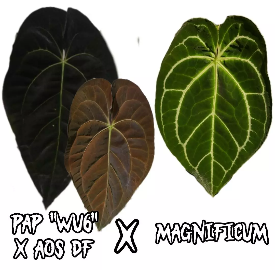 plant/1 seedling 1-2 leaf sprout-0