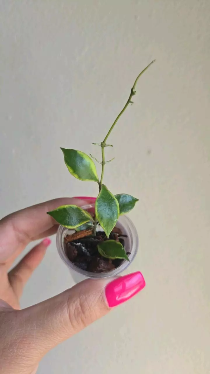 plant/Hoya Bakoensis Albo #9002-0