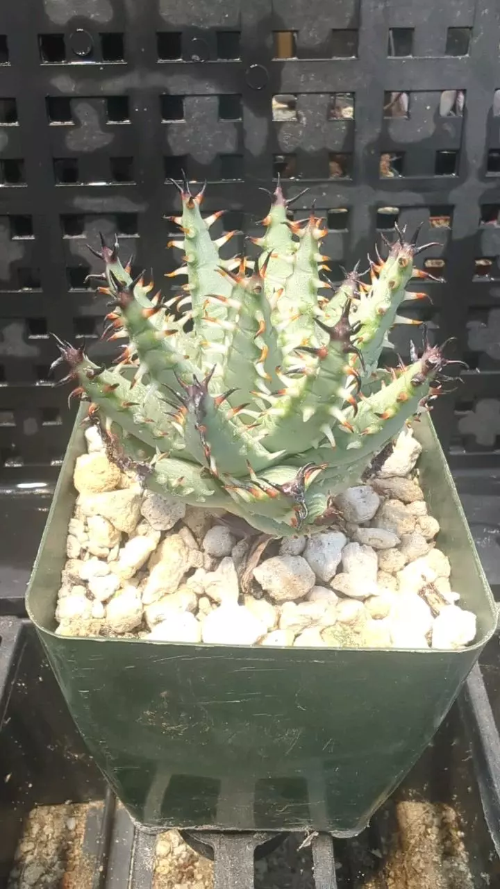 plant/Aloe erinacea-0