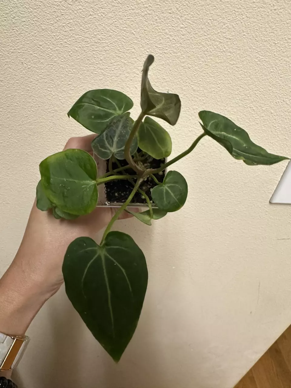 plant/Anthurium bessiae x unknown (growers choice)-0