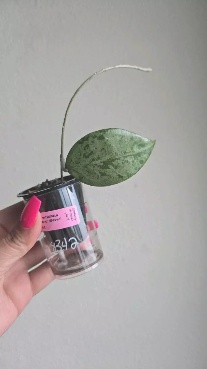 plant/Hoya Pemalang Silver #8342-0