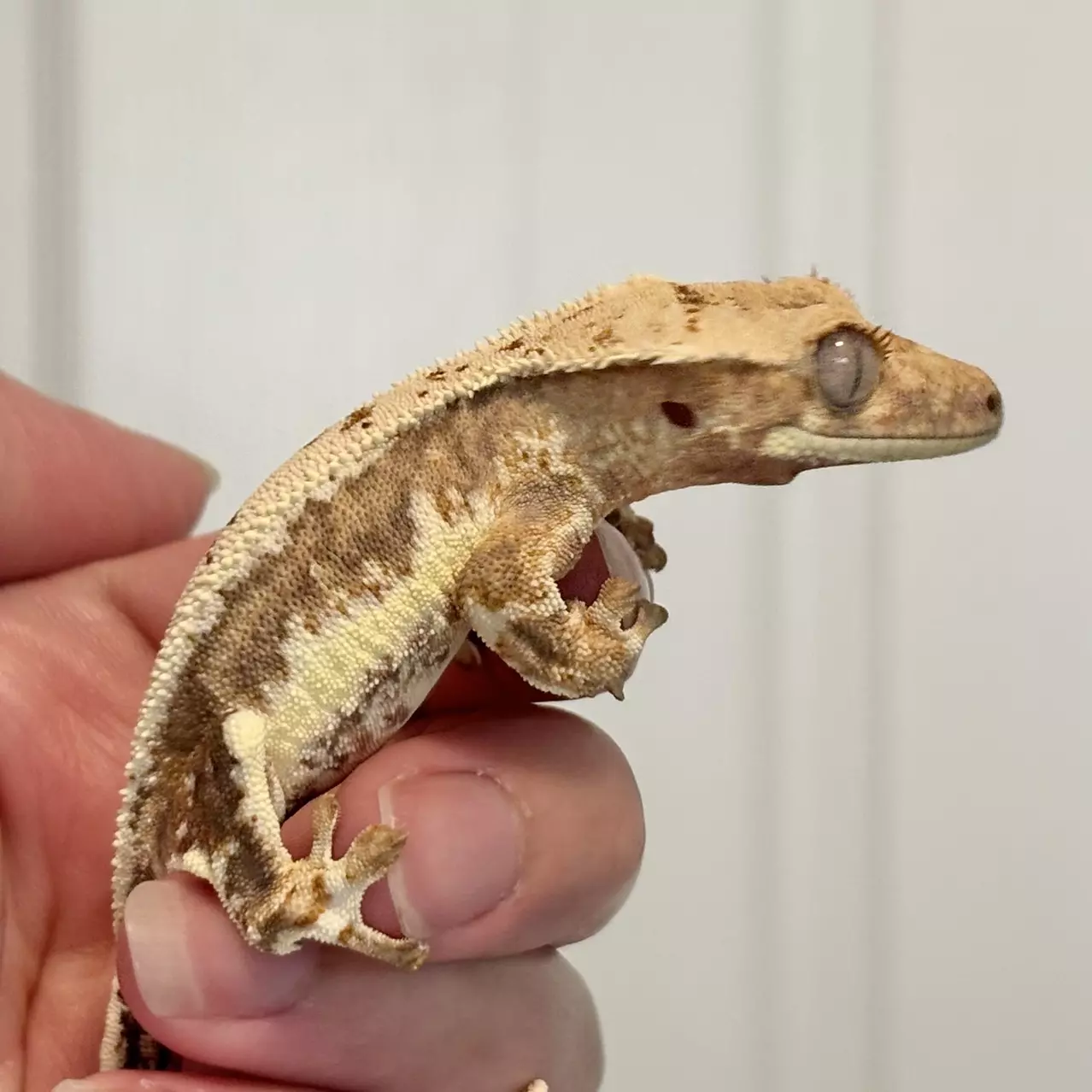 plant/Tangerine Lilly White Male-0