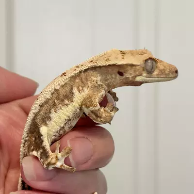 plant/Tangerine Lilly White Male-0-thumbnail