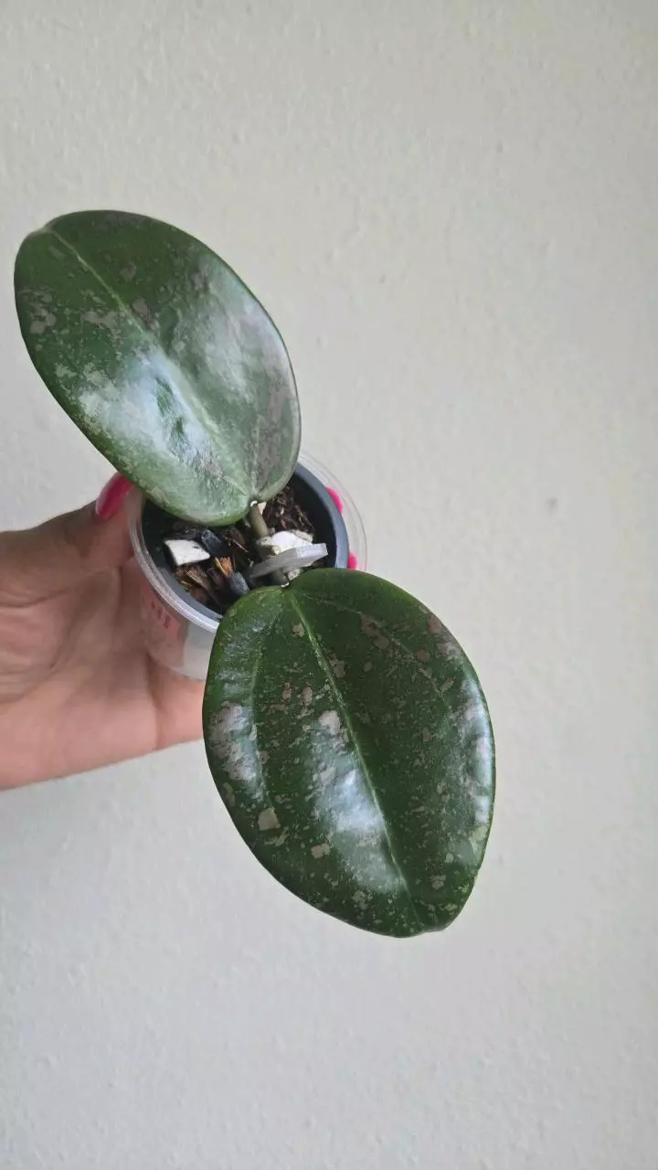 plant/🦄💖Hoya Wibergiae 'Pink Curl' (DMW-001-Q) #9053-1
