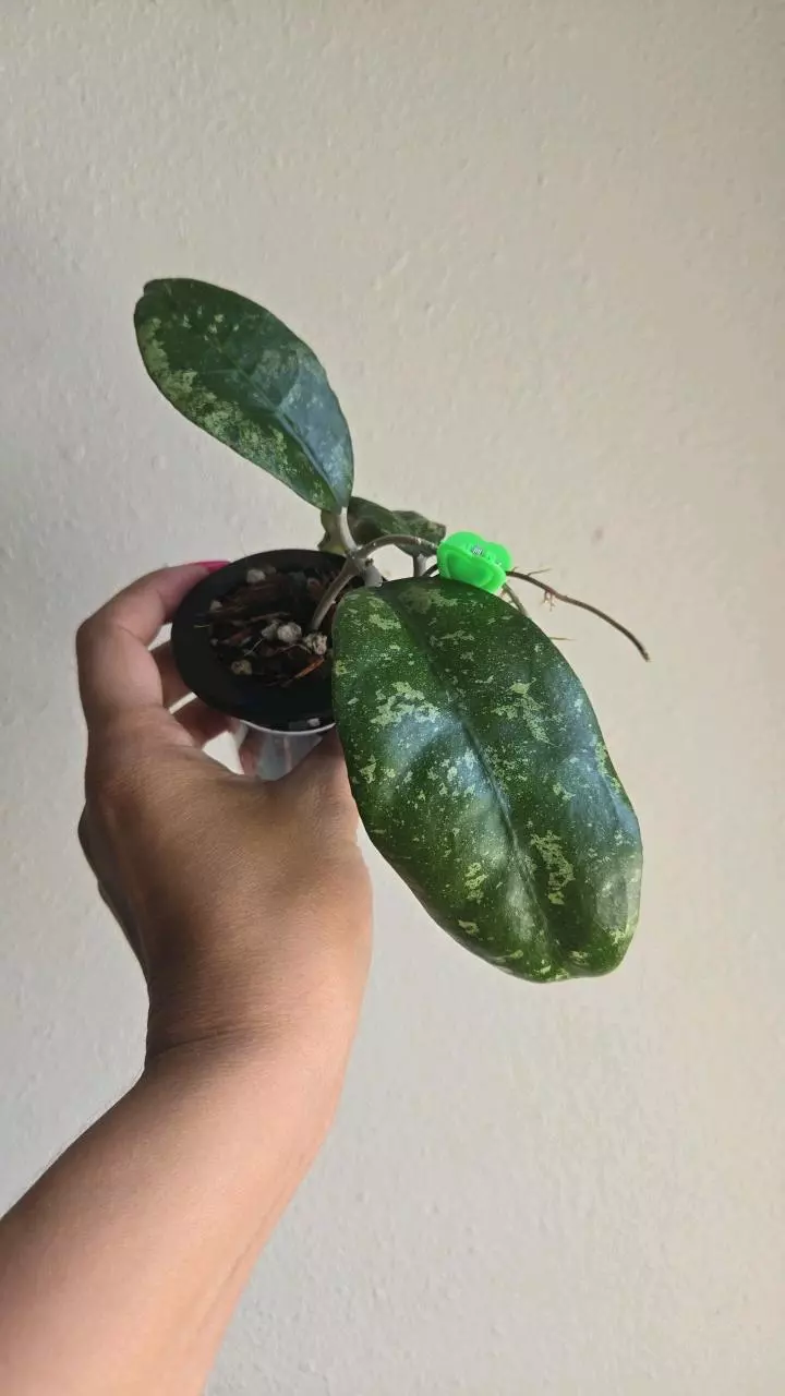 plant/Hoya sp Java Splash #8300-0