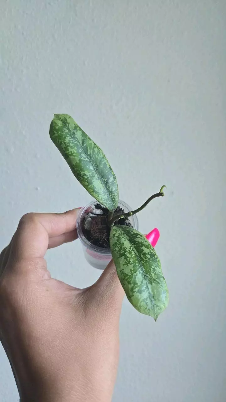 plant/Hoya 'Lorelai' (EPC 196 Mutation) #8073-0