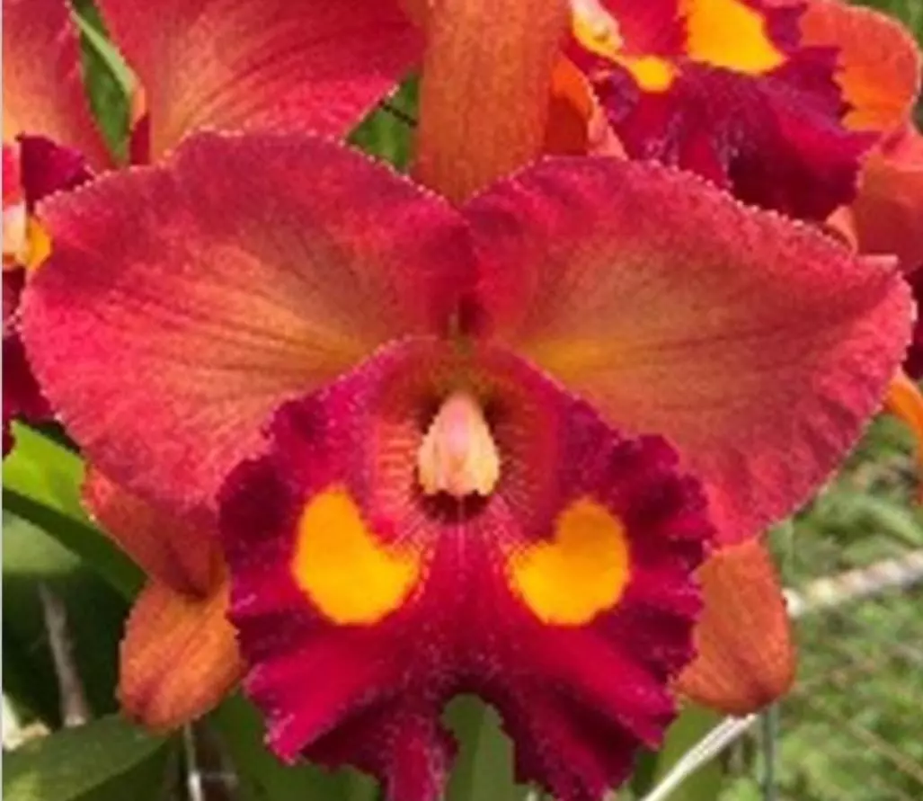 plant/Cattleya Blooming size-1