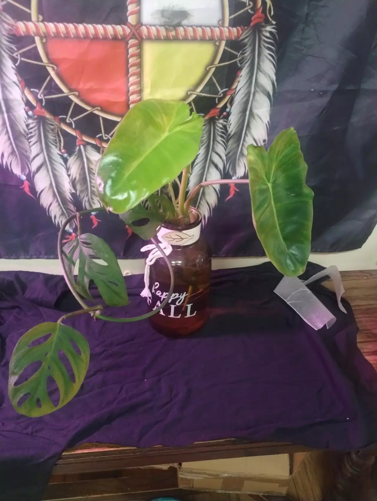 plant/5 Rando Cuttings (not included in BOGO special)-1