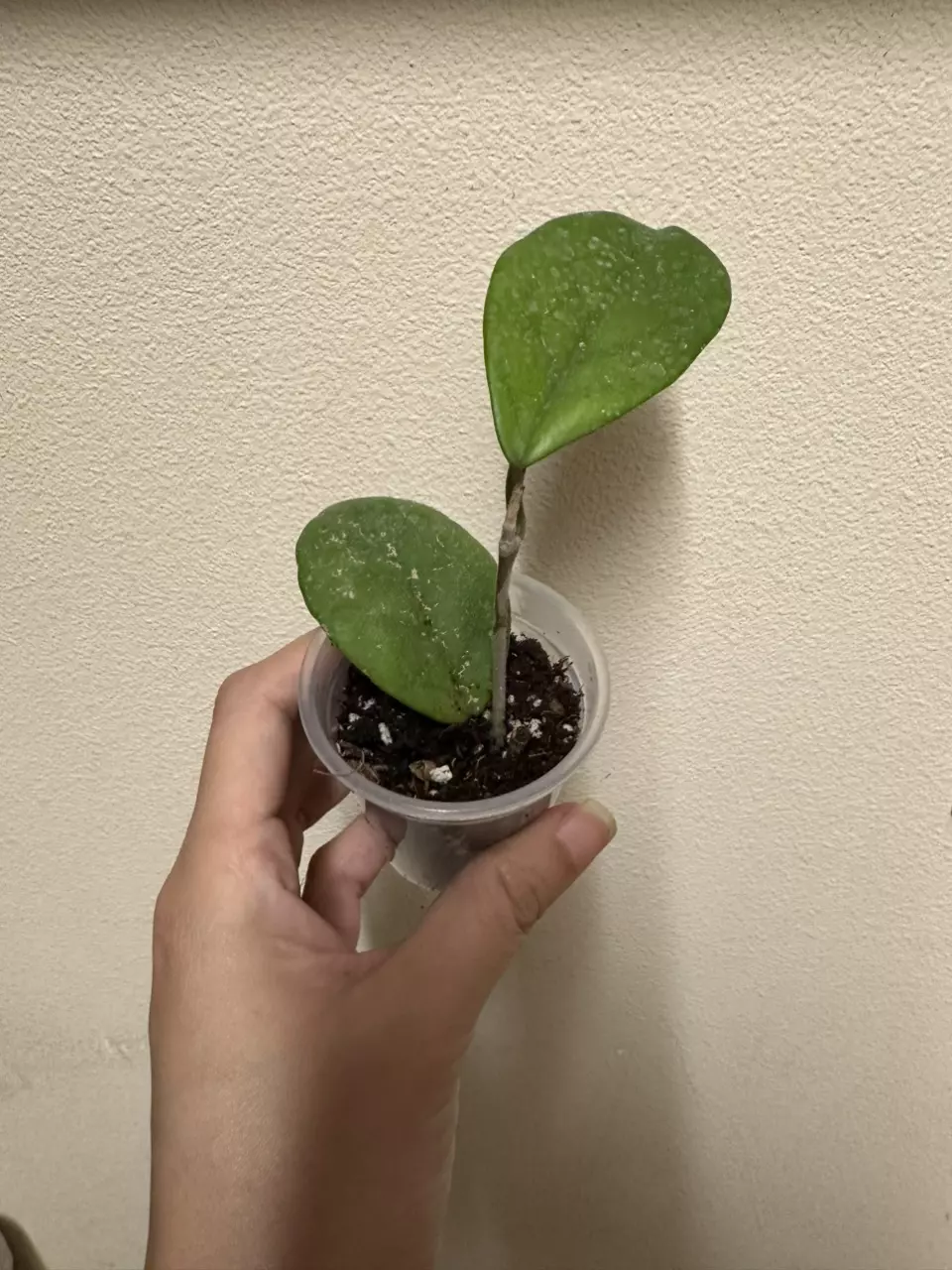 plant/Hoya Fungii (b)-0